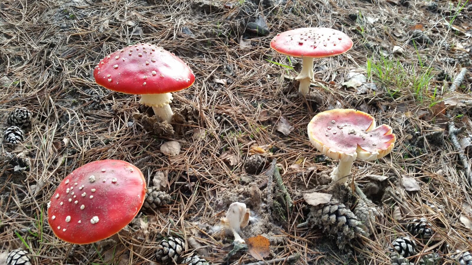 Samsung Galaxy S5 sample photo. Fly agaric, forest, nature photography