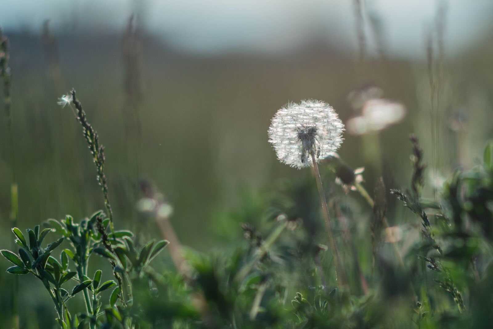Nikon D5600 sample photo. Dandelion, flower, flowers photography