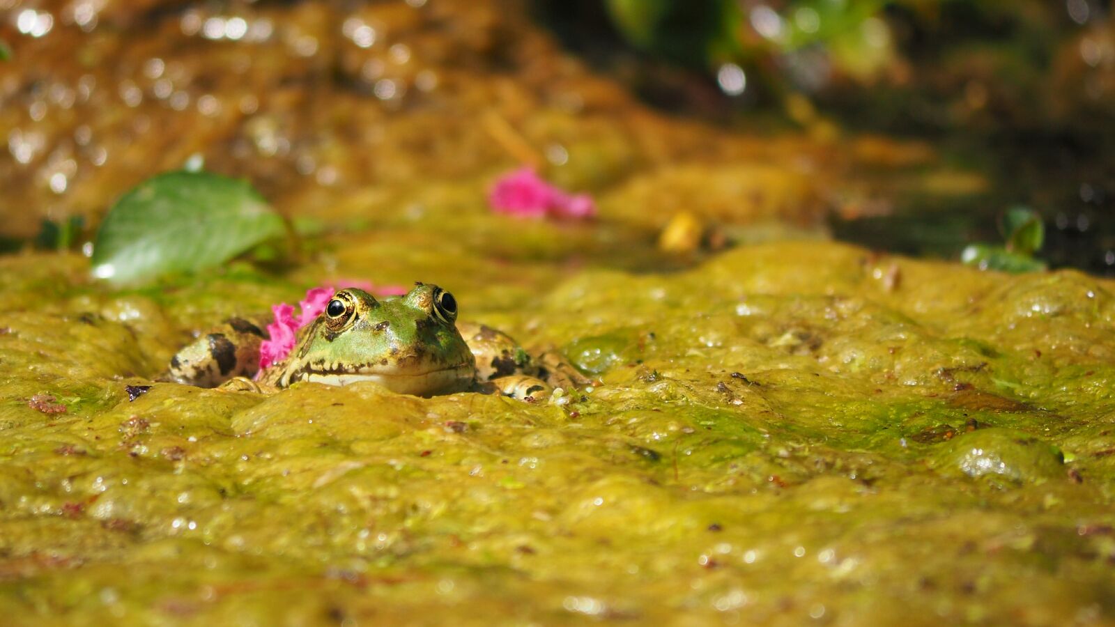 Olympus OM-D E-M10 II sample photo. Nature, gerardo, frog photography