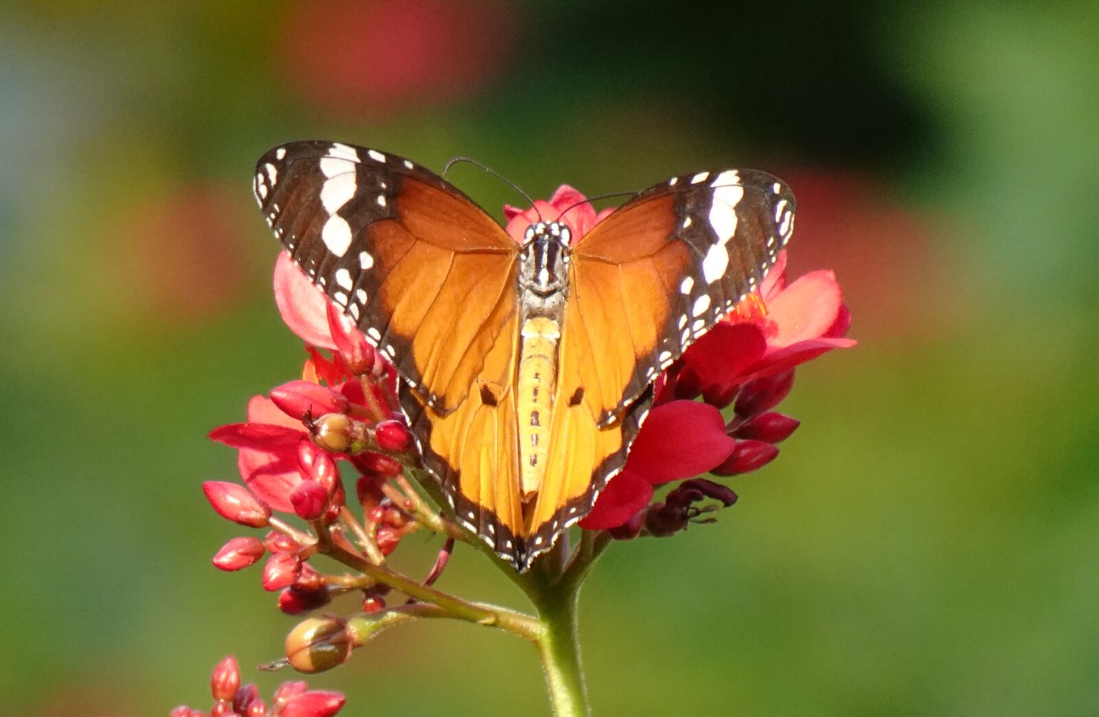 Sony DSC-WX800 sample photo. Butterfly, plain tiger, insect photography