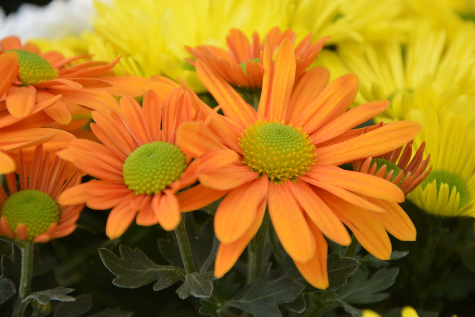 Nikon D5200 sample photo. Mums, flowers, orange photography