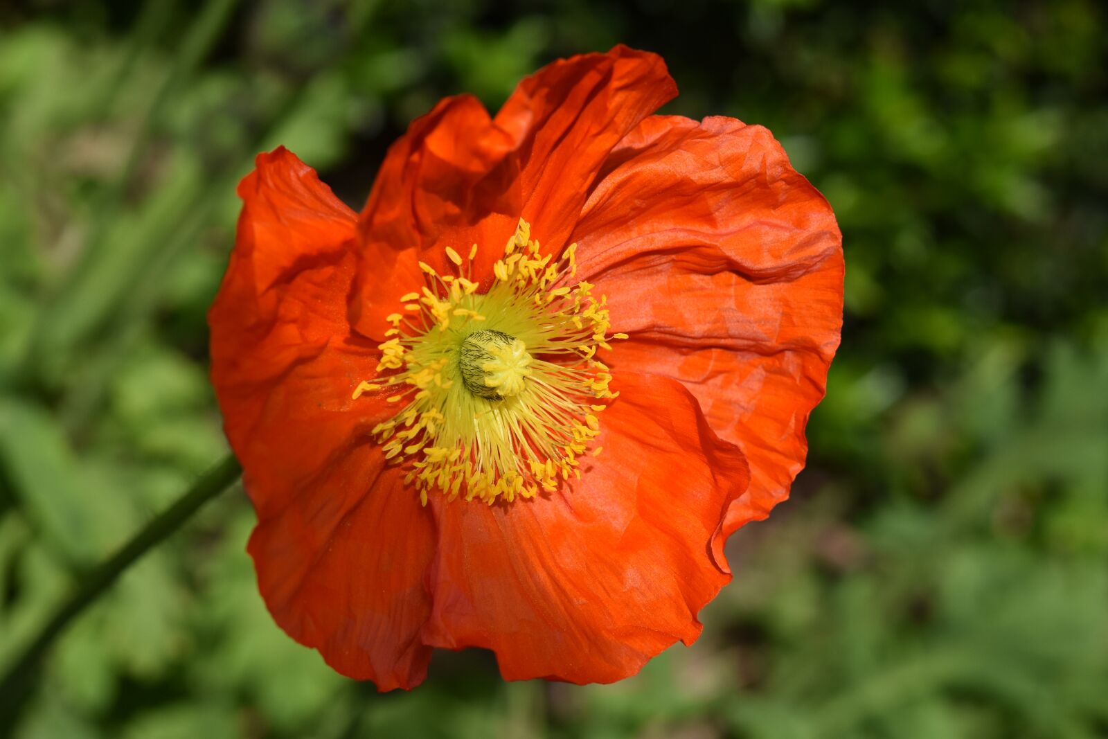 Nikon D5600 sample photo. Flower, poppy flower, garden photography