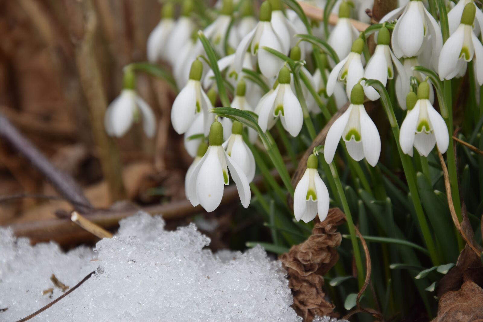 Nikon D5300 sample photo. Snowdrop, spring, signs of photography