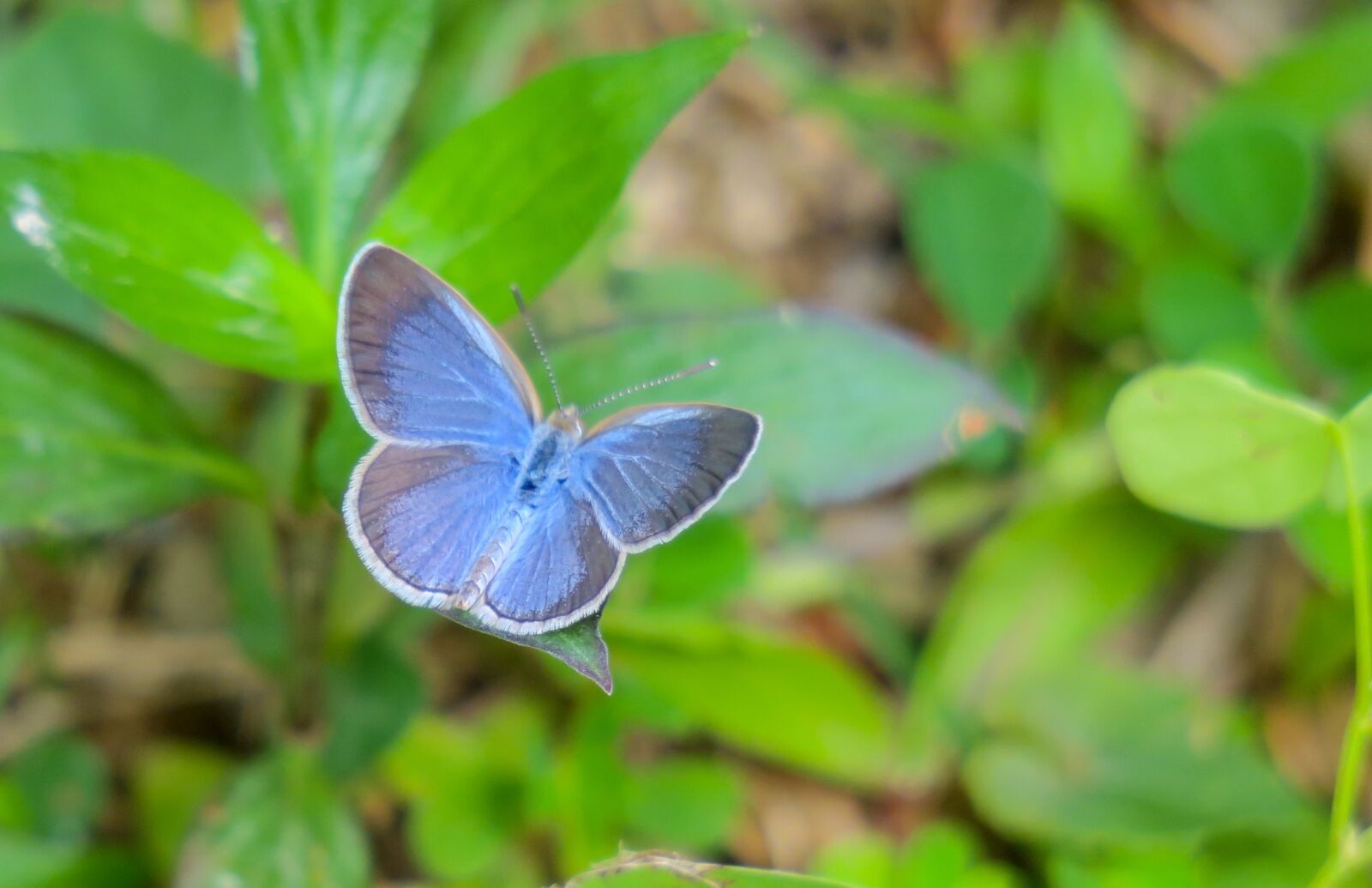 Canon PowerShot G3 X sample photo. Butterfly, nature, insect photography