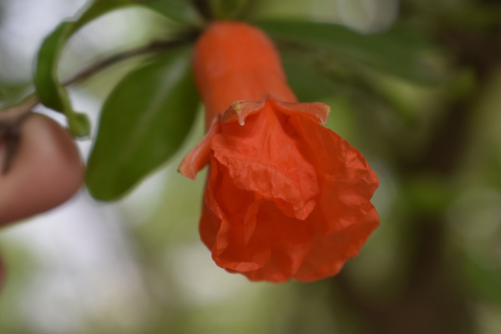 Nikon D5300 sample photo. Pomegranate, pomegranate flower, fruit photography