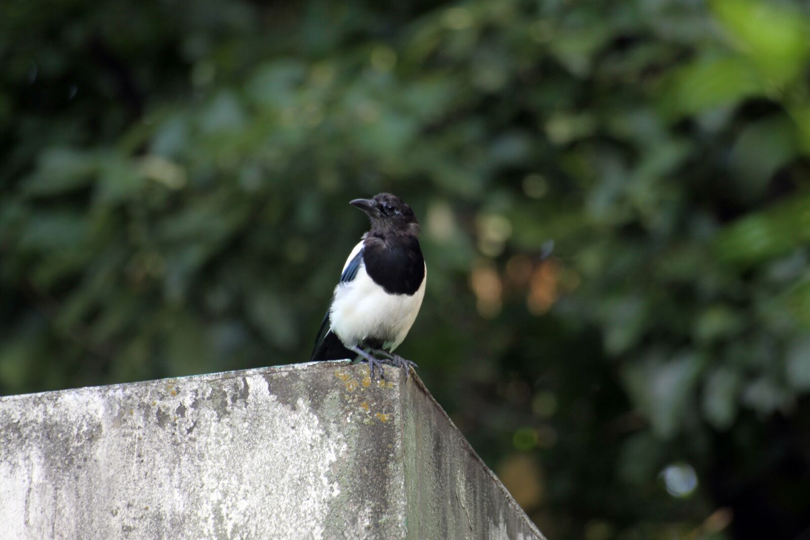 Canon EOS 50D sample photo. Magpie, new, feather photography