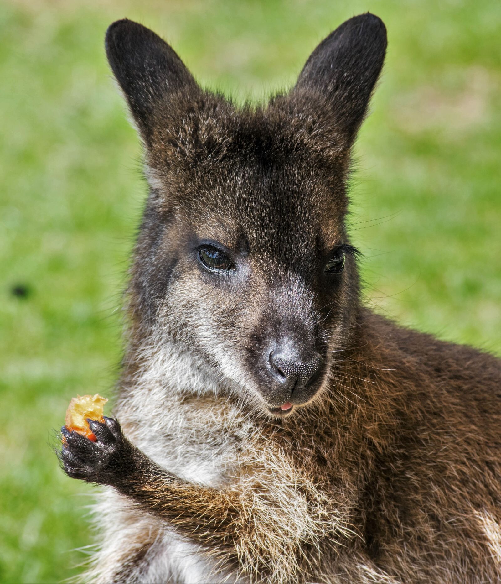 Nikon D3300 sample photo. Wallaby, zoo, kangaroo photography