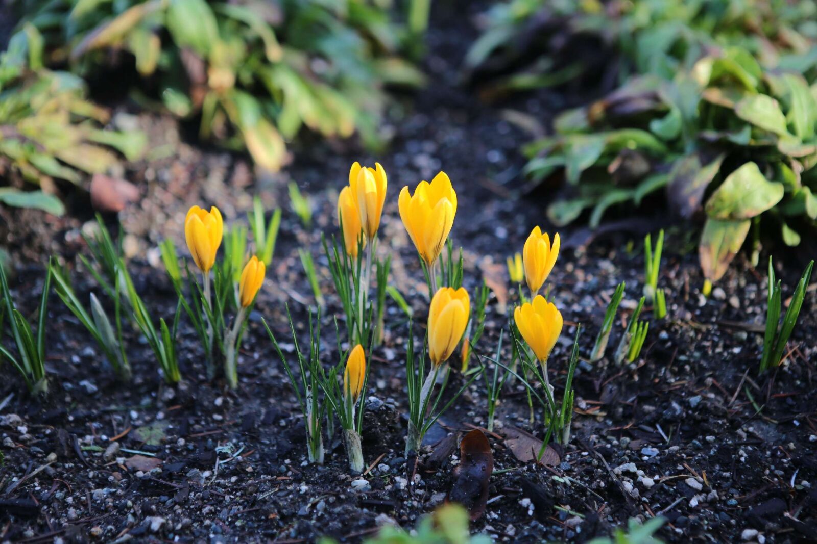 Canon EOS 6D + Canon EF 24-70mm F2.8L USM sample photo. Canada, victoria london, butchart photography
