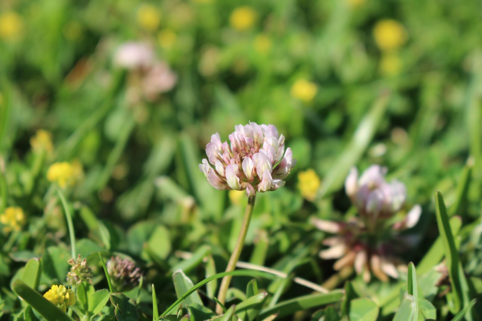 Canon EOS 700D (EOS Rebel T5i / EOS Kiss X7i) sample photo. Nature, flower, garden photography