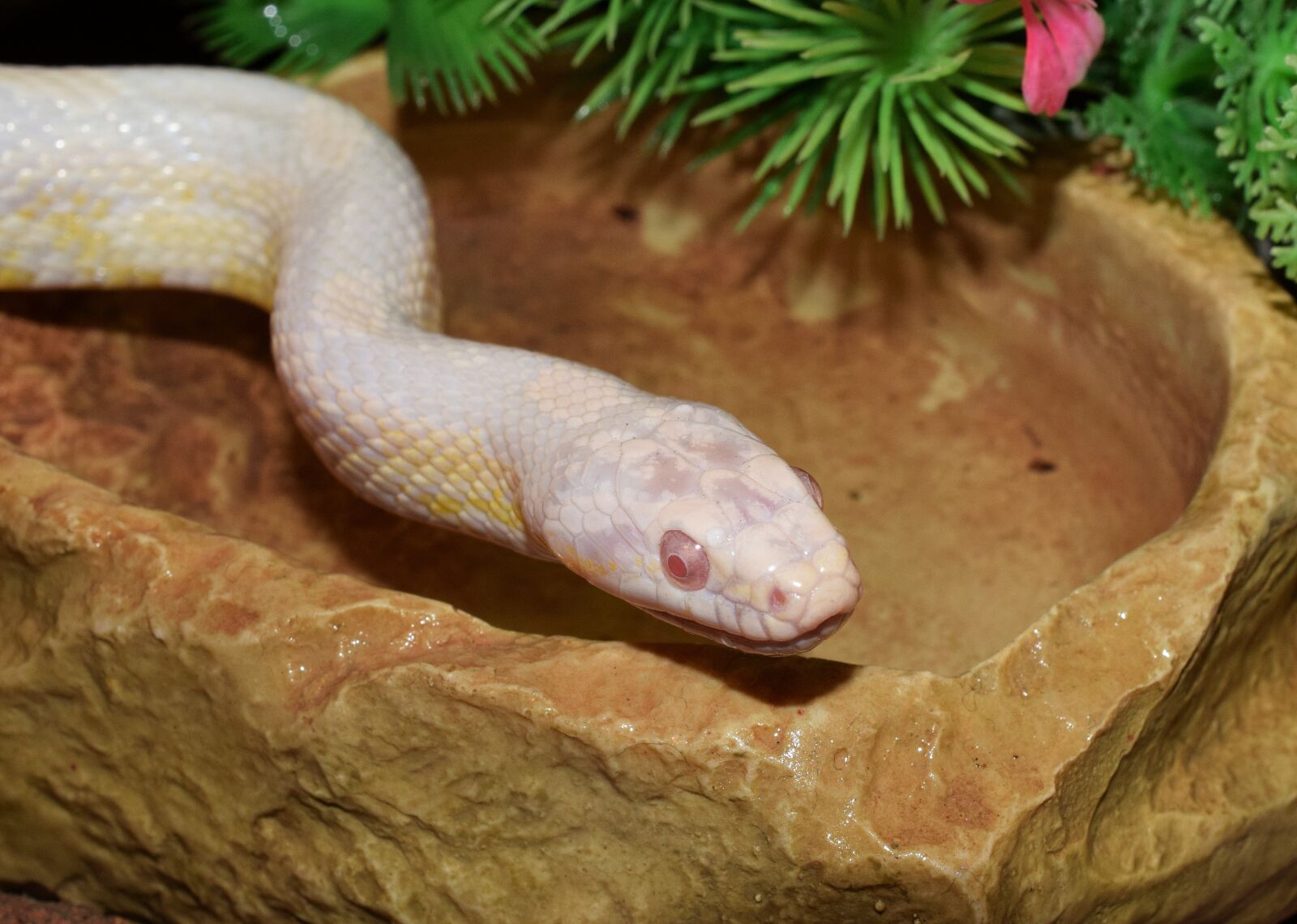 Nikon D5300 sample photo. Corn snake, constrictor, terraristik photography