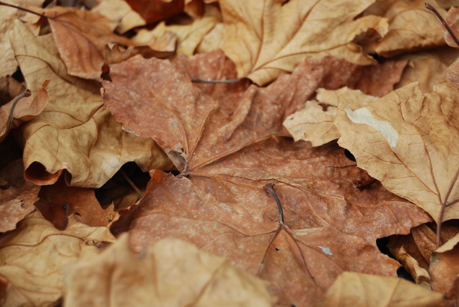 Nikon D60 sample photo. Leaves, autumn, nature photography