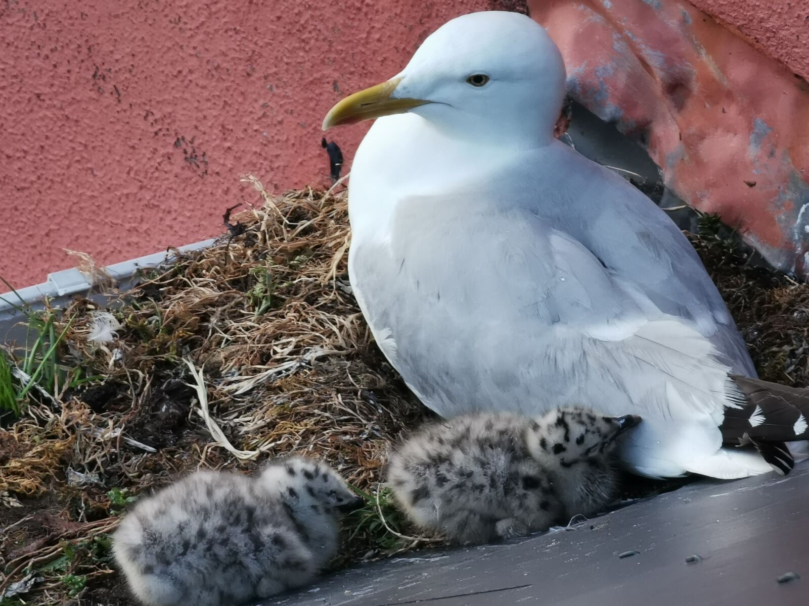 HUAWEI P30 Pro sample photo. Seagulls, baby birds, baby photography