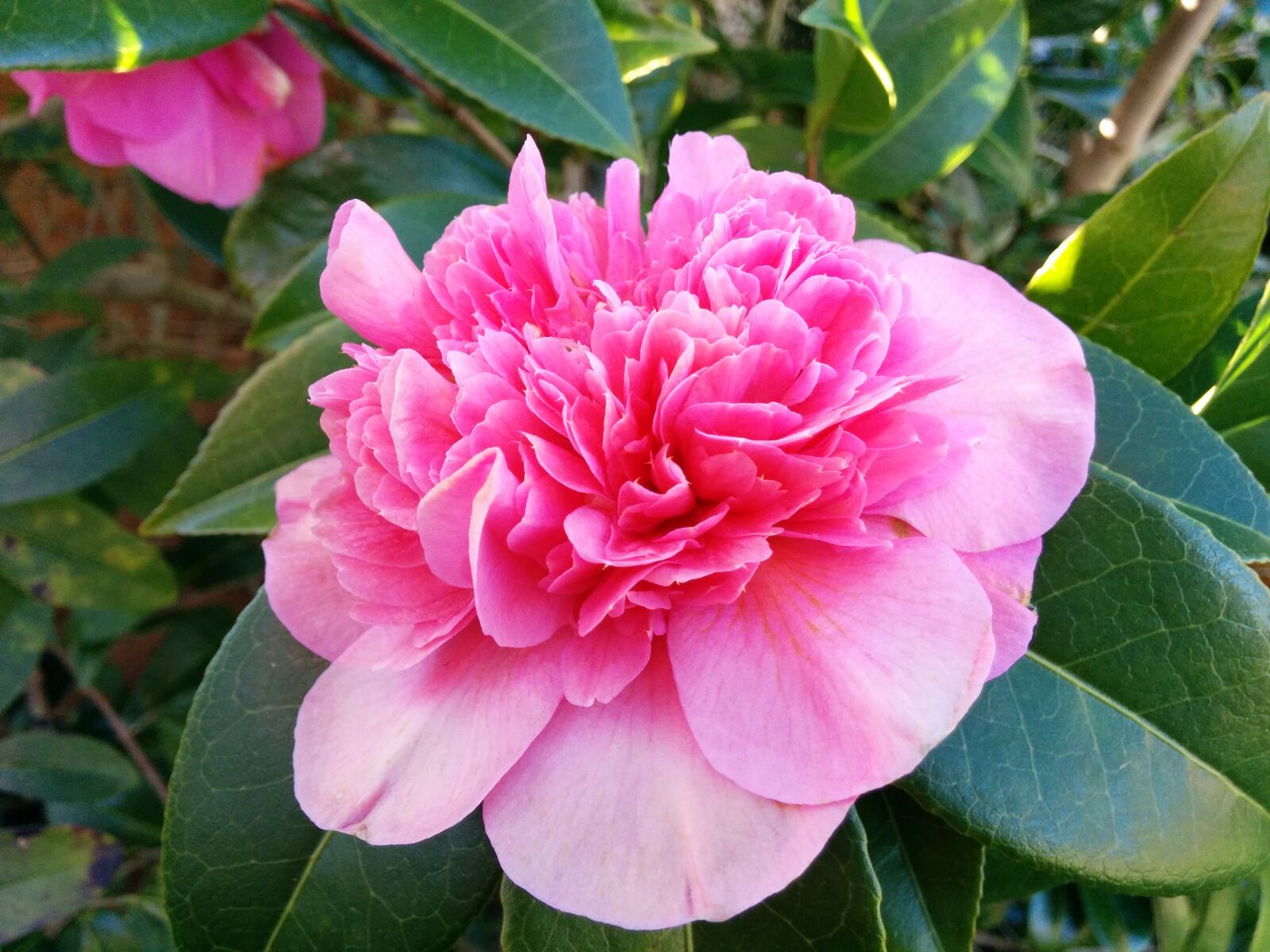 LG Nexus 5 sample photo. Camelia, garden, flower photography