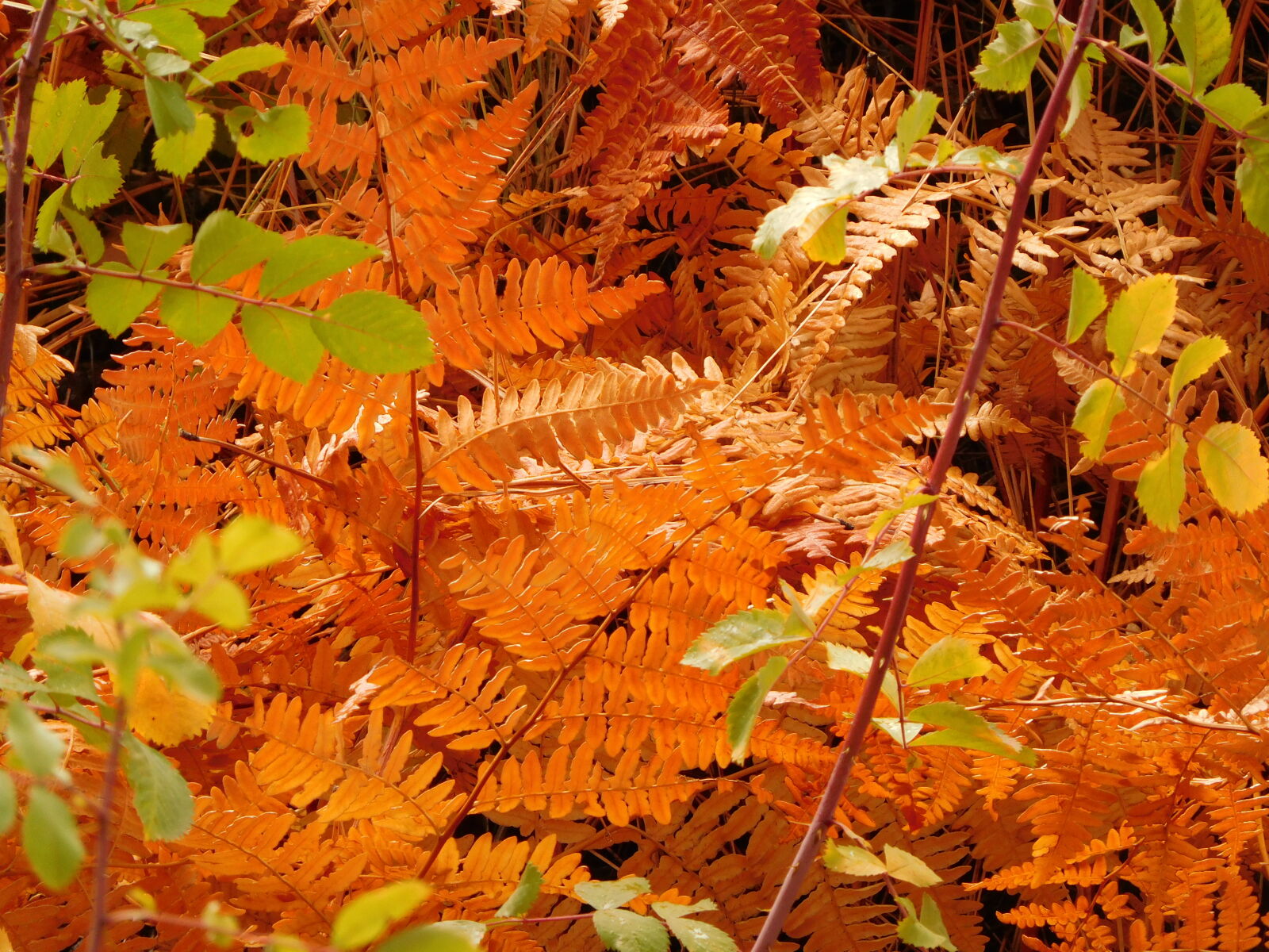 Nikon Coolpix S7000 sample photo. Close, up, of, maple photography