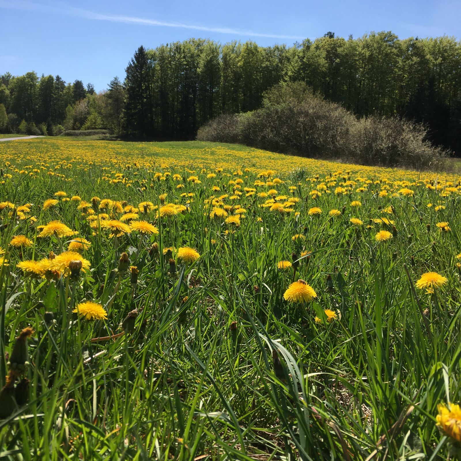 Apple iPhone 6s sample photo. Summer, meadow, dandelion photography