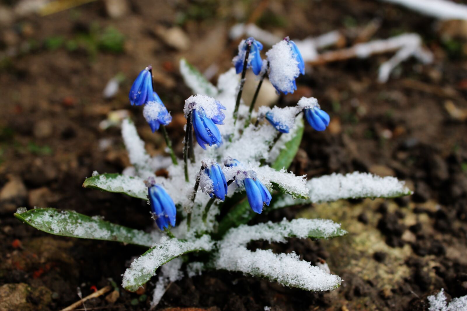 Canon EOS 1100D (EOS Rebel T3 / EOS Kiss X50) sample photo. Snowdrop, winter, spring photography