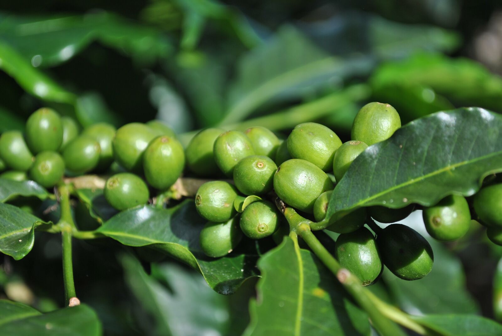 Nikon D3000 sample photo. Coffee costa rica, green photography