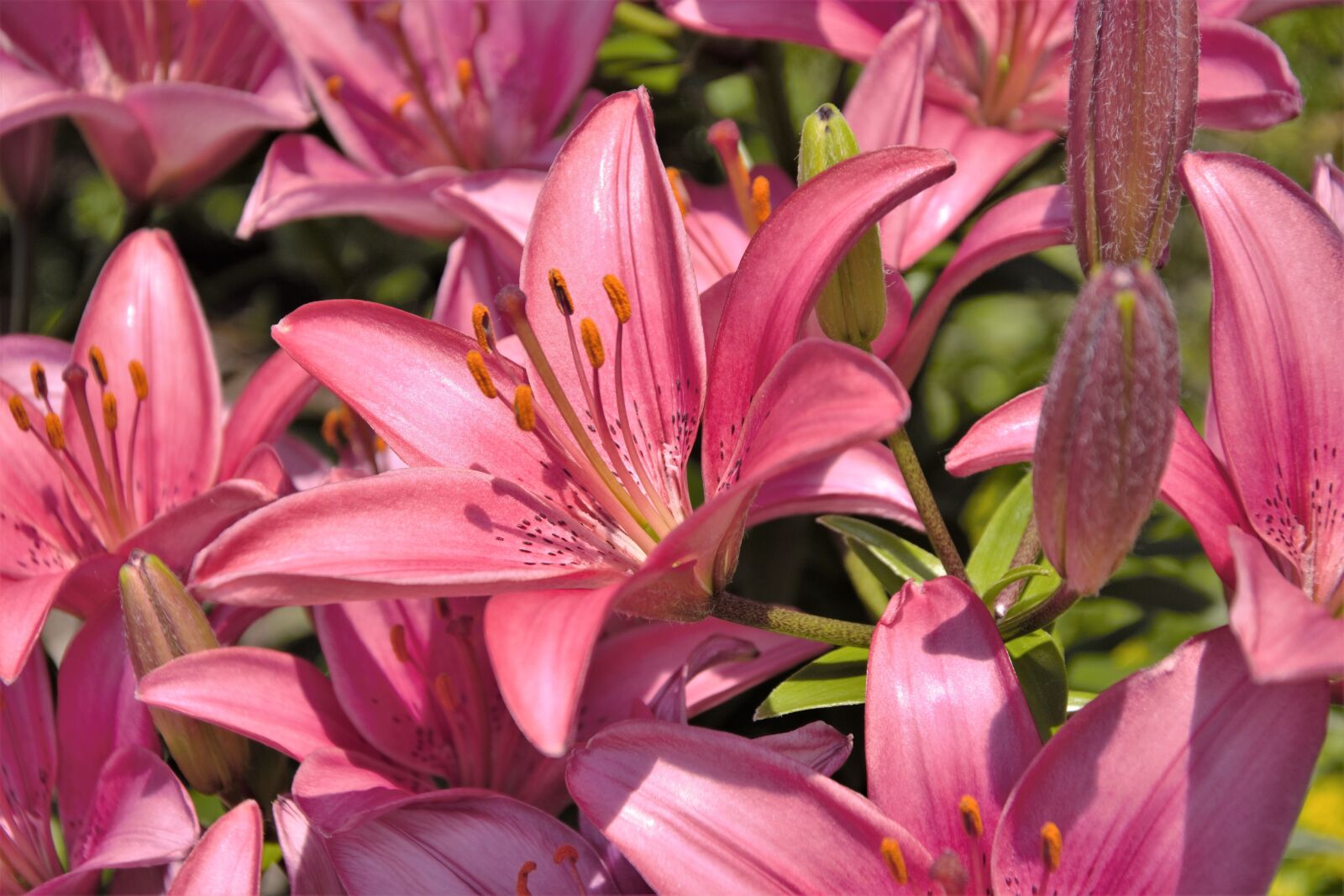 Nikon D7100 sample photo. Flowers, lilies, hybrid photography