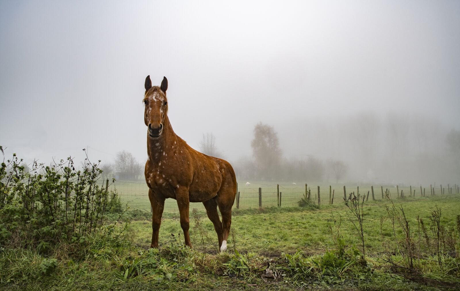 Nikon D850 sample photo. Horse, winter, fog photography