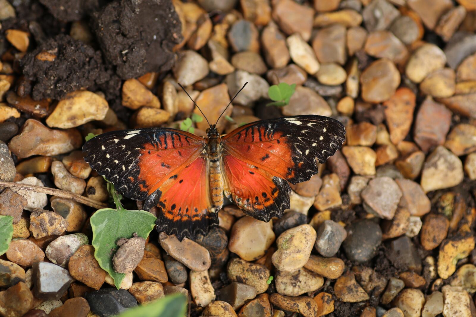Canon EOS 80D sample photo. Butterfly, spring, new forest photography