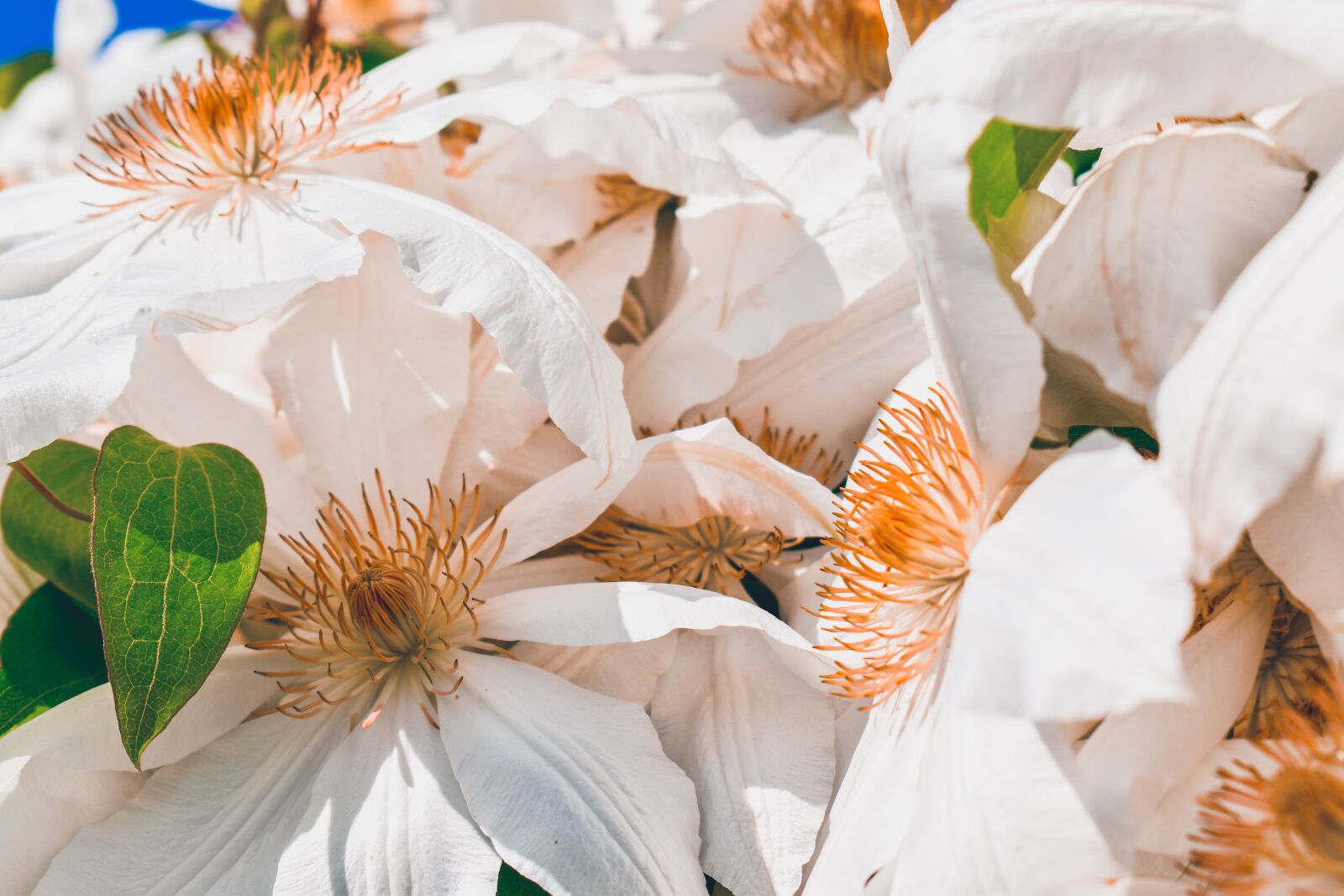 Nikon D3500 sample photo. Flowers, white, garden photography