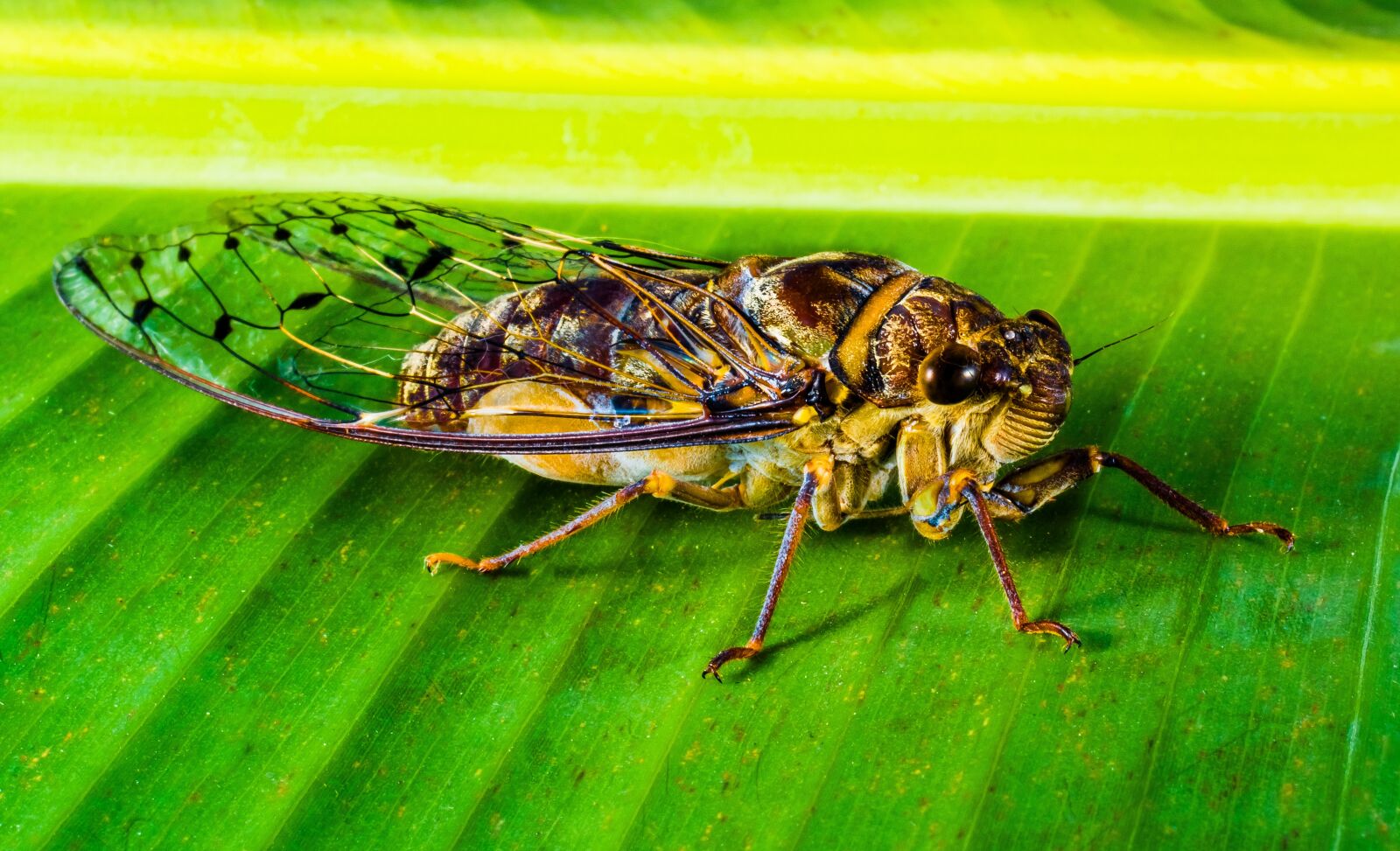 Nikon D5200 sample photo. Insect, new insect, whopper photography