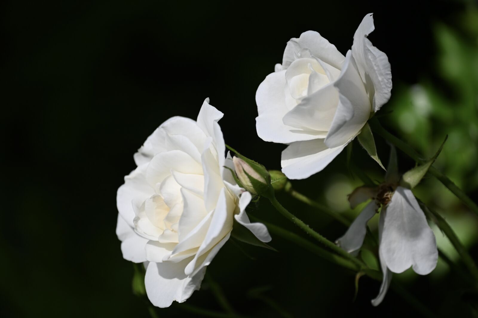 Nikon Z6 sample photo. Rose, rose bloom, flower photography