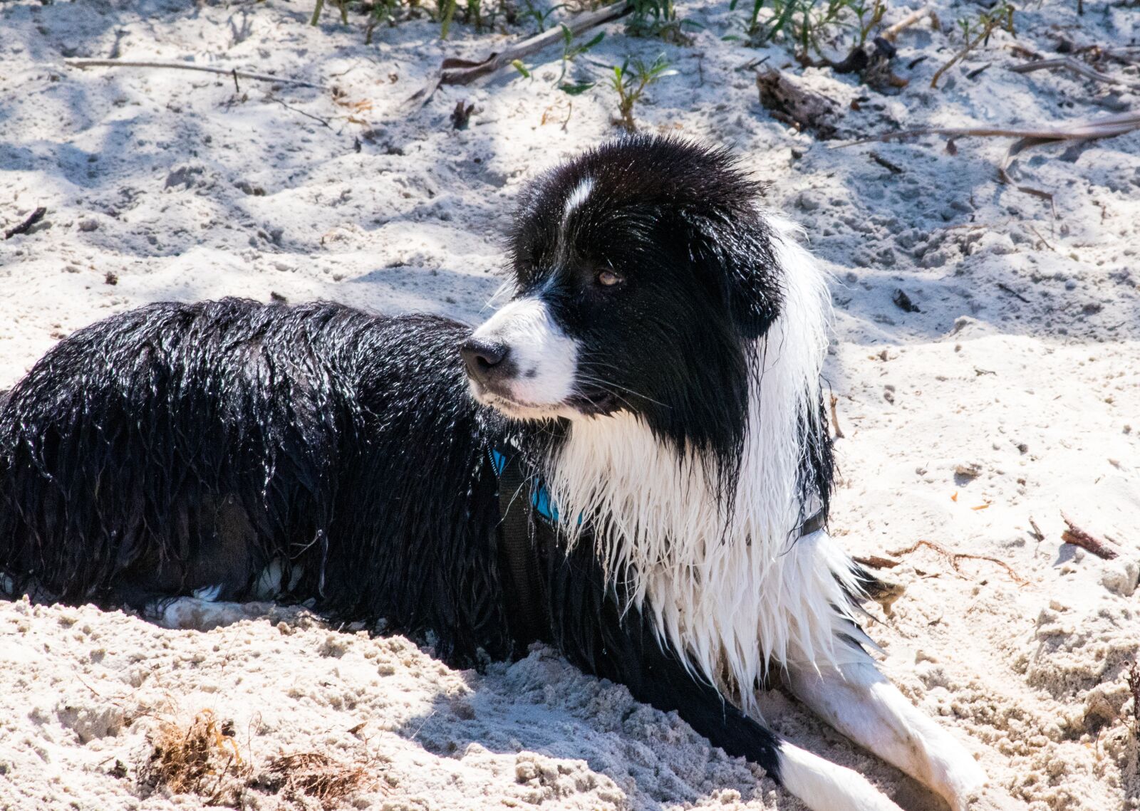 Canon EOS 80D sample photo. Dog, border collie, sand photography