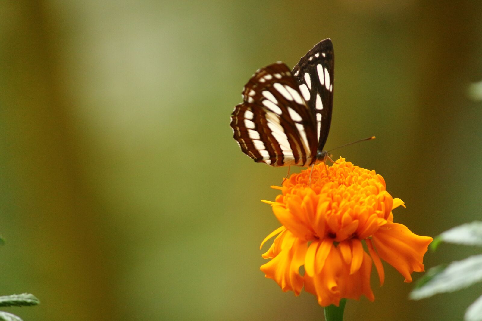 Canon EOS 700D (EOS Rebel T5i / EOS Kiss X7i) sample photo. Butterfly kerala, butterfly on photography