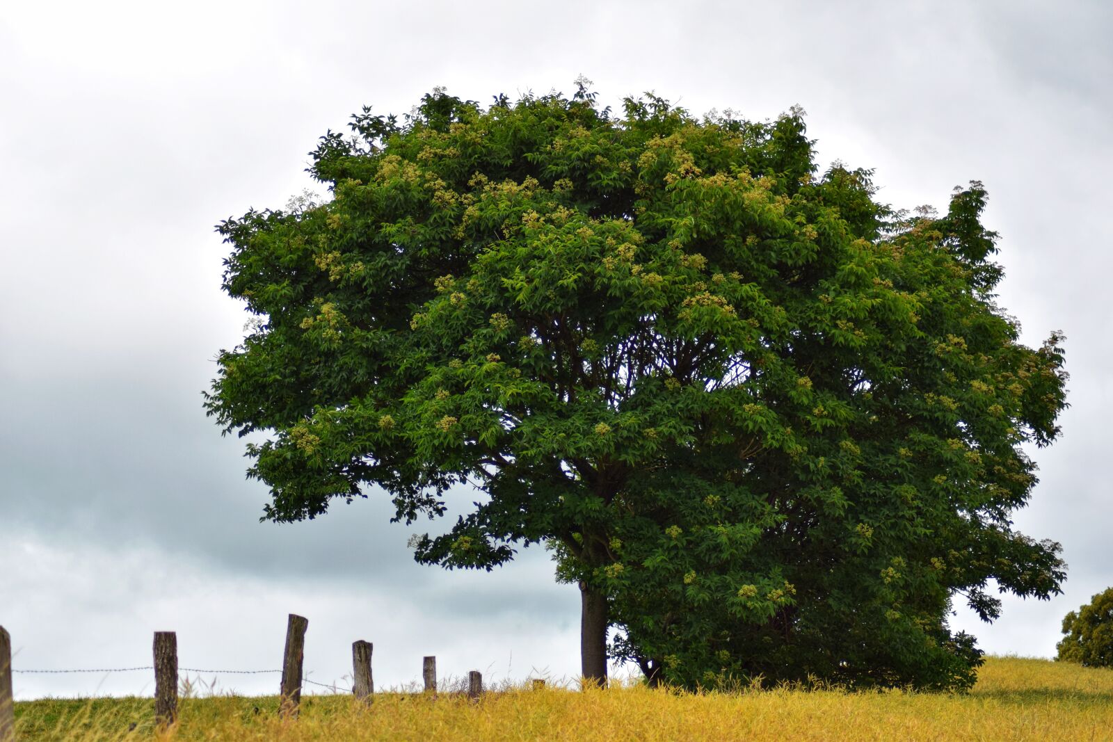 Nikon D5300 sample photo. Tree, agriculture, summer photography