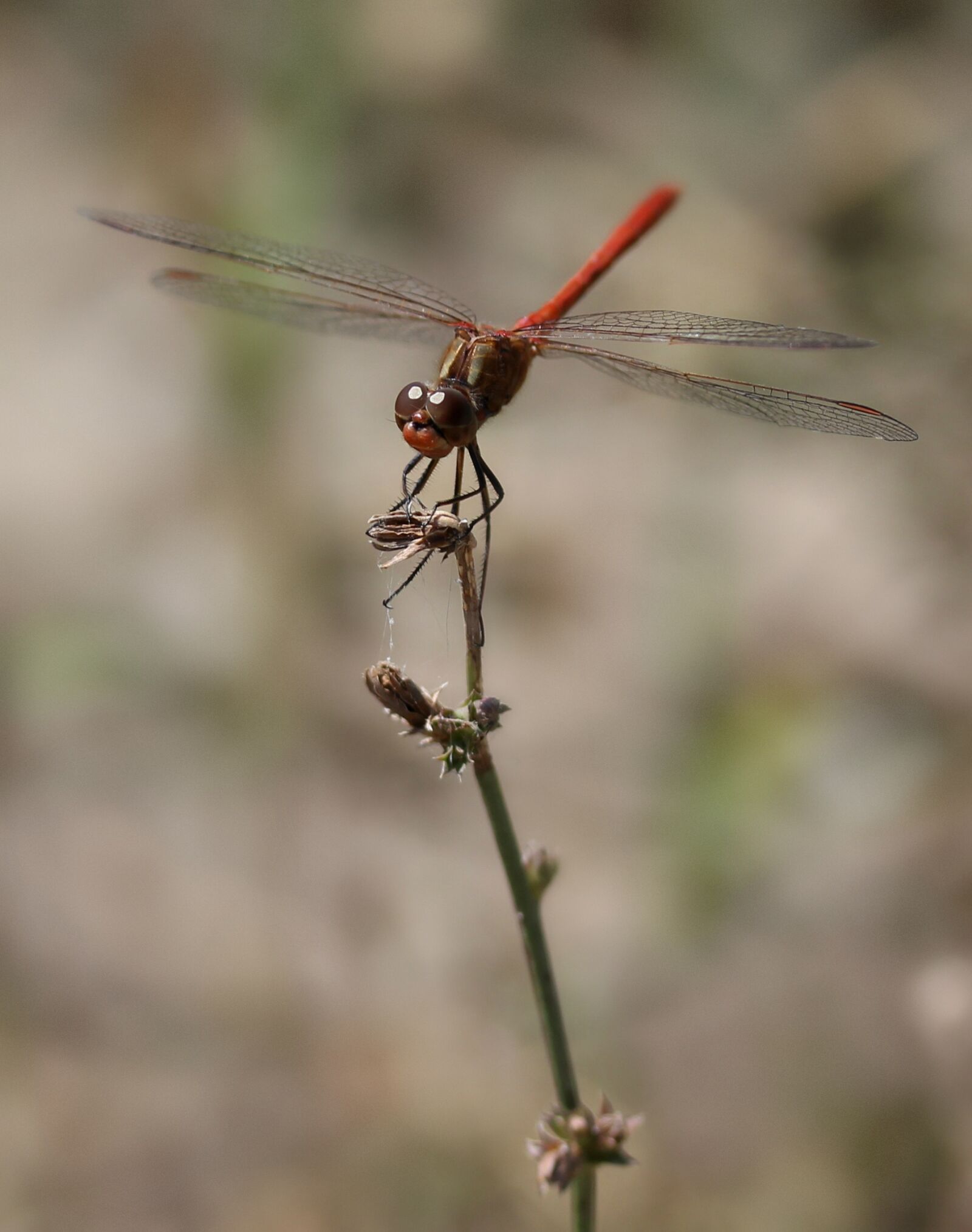Canon EF-S 60mm F2.8 Macro USM sample photo. Dragonfly, red, wings photography