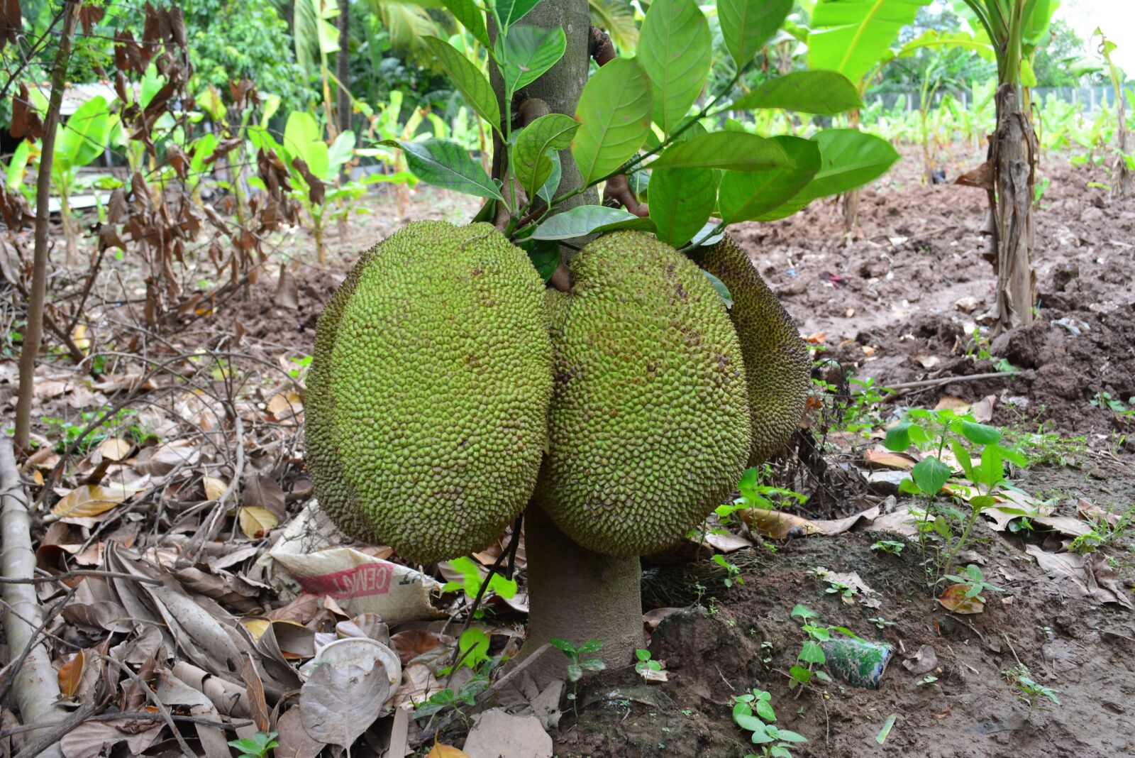 Nikon D5200 sample photo. Khmer jack fruit, cambodia photography