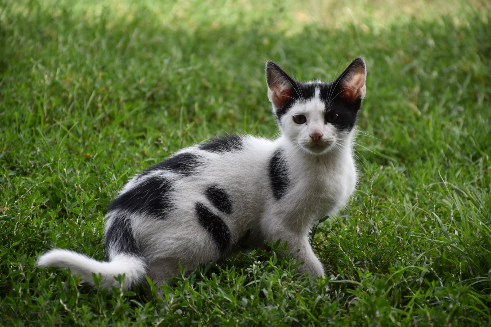 Nikon D7200 sample photo. Cat, animal, cats photography
