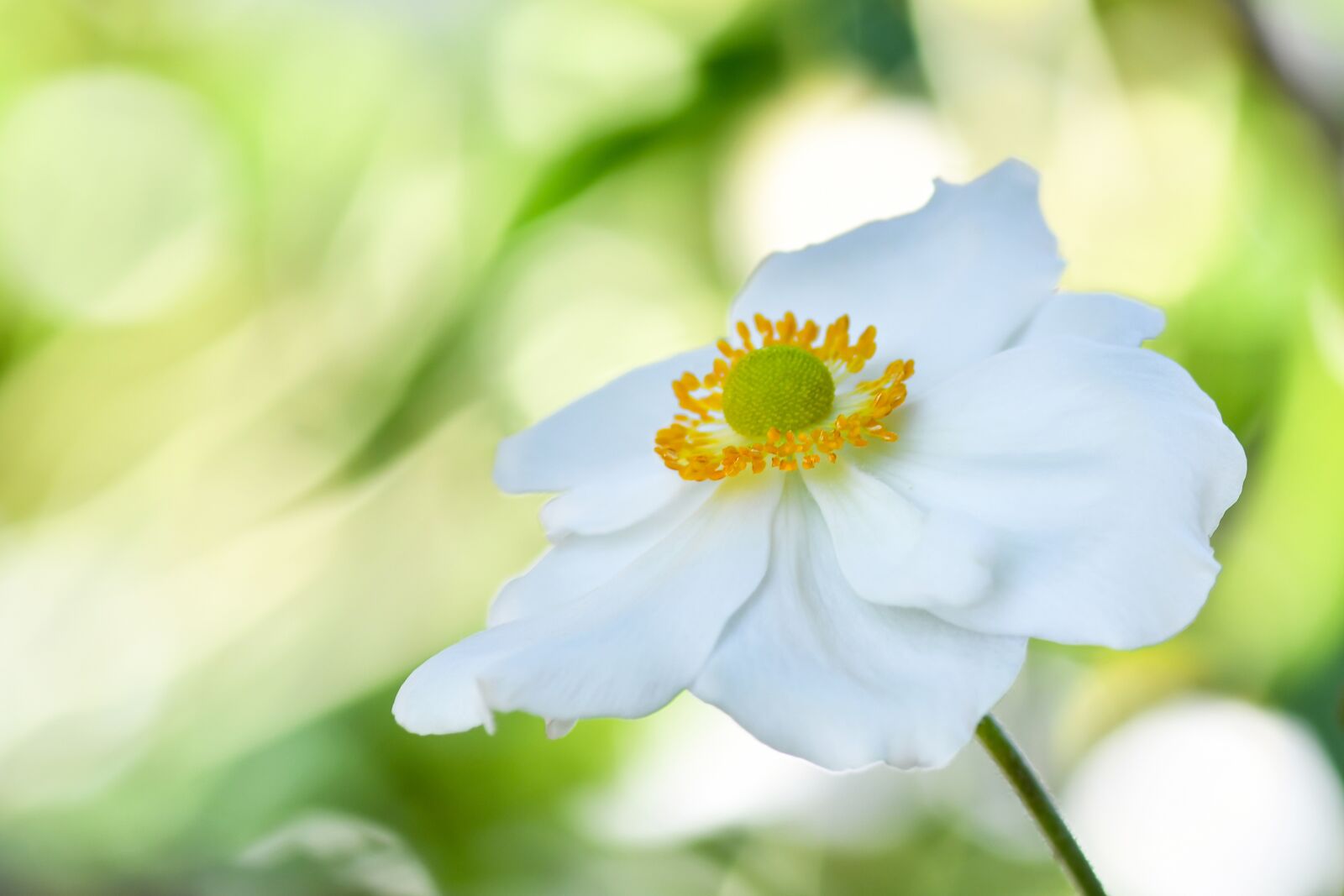 Nikon D500 sample photo. Flower, petals, bloom photography