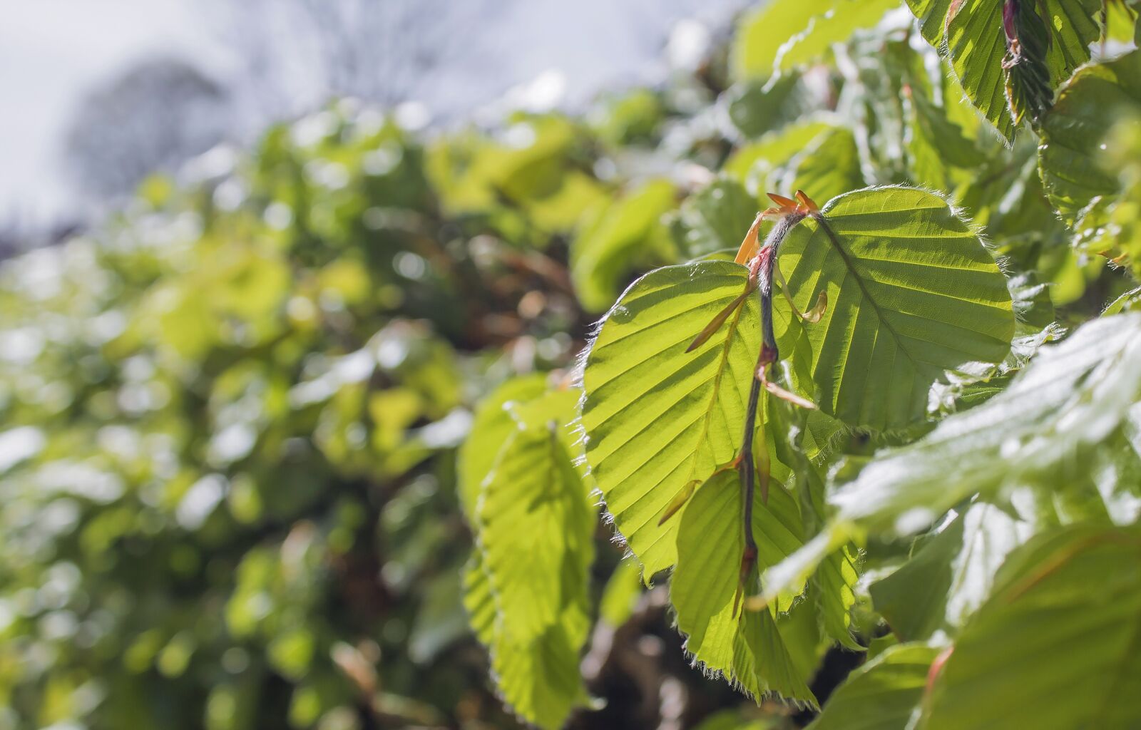 Canon EOS 1100D (EOS Rebel T3 / EOS Kiss X50) sample photo. Leaves, tree, nature photography