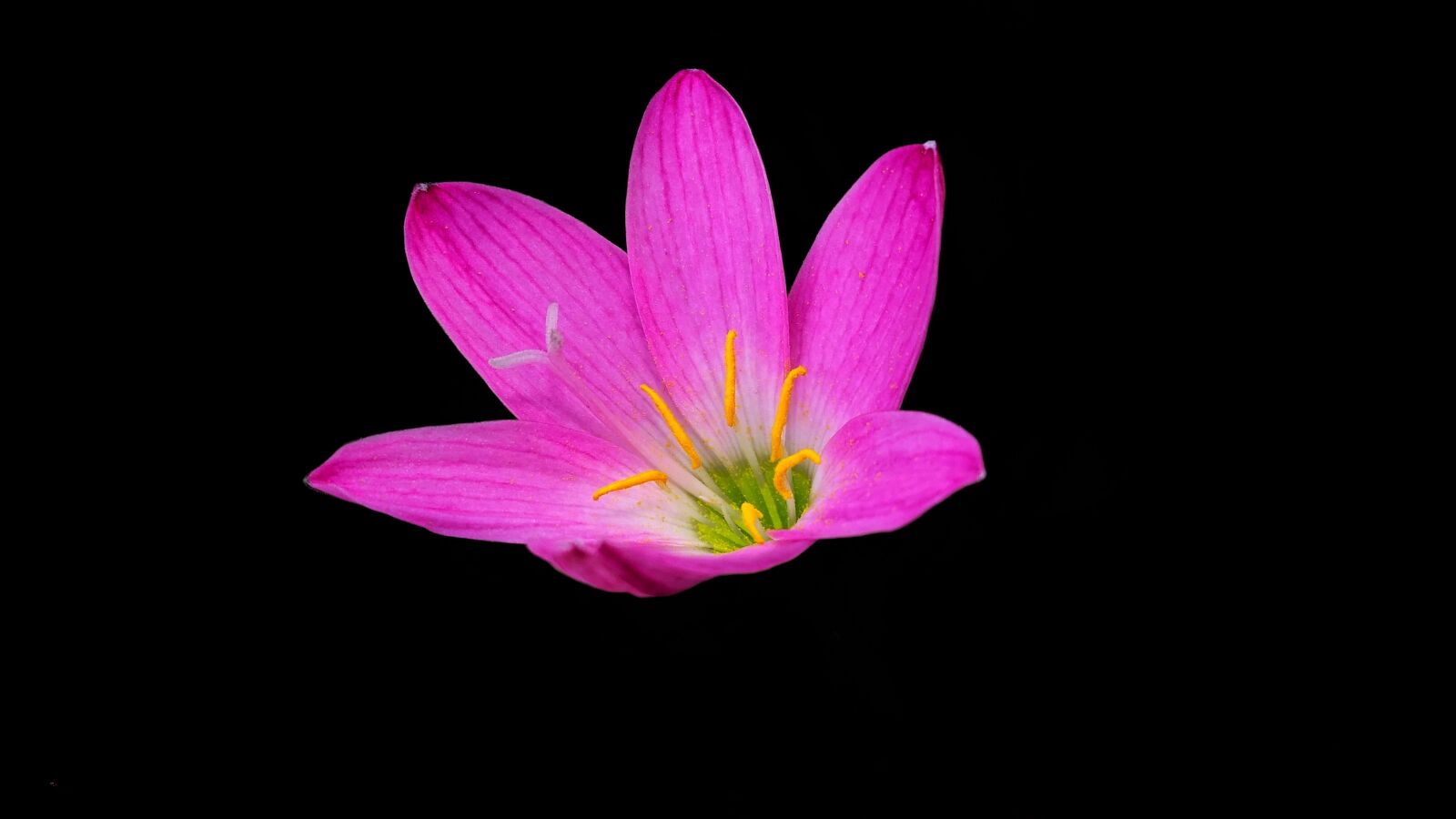 Samsung Galaxy Note4 sample photo. Pink flower, nectar, summer photography