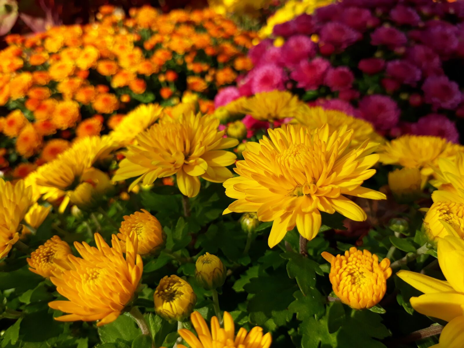 Samsung Galaxy On7(2016) sample photo. Chrysanthemum, flowers, plants photography