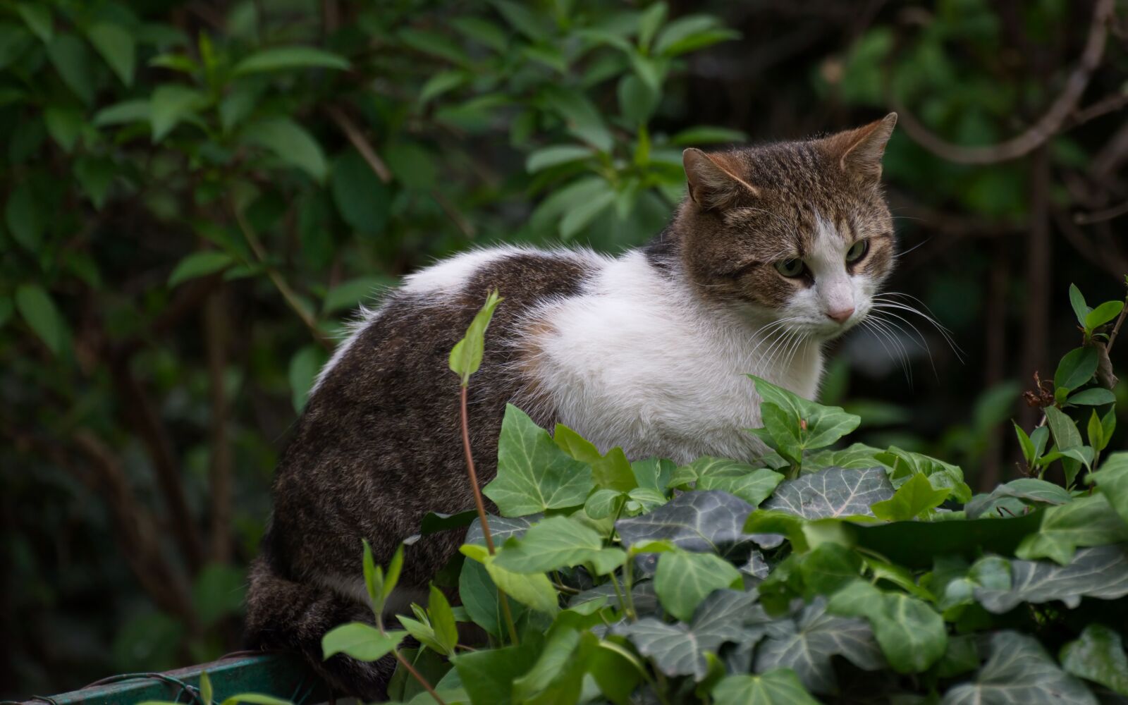Nikon D5300 sample photo. Cat, fur, white and photography