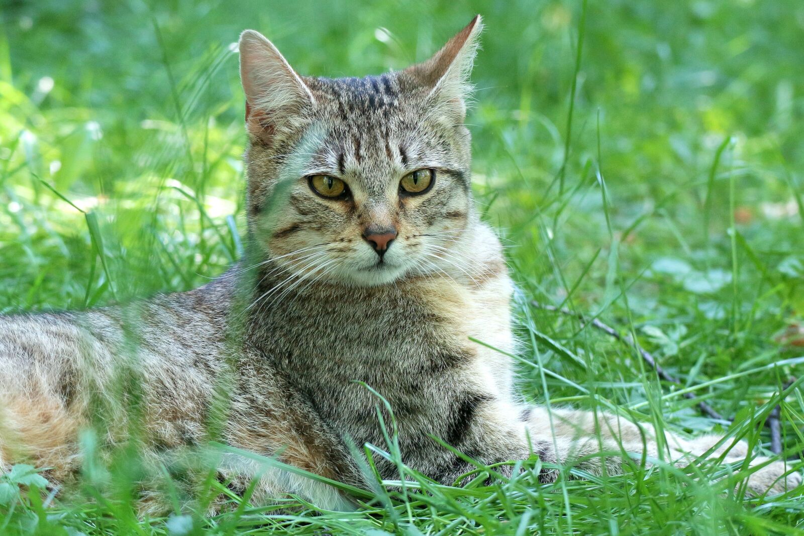 Canon EOS M10 sample photo. Animal, nature, mammal photography