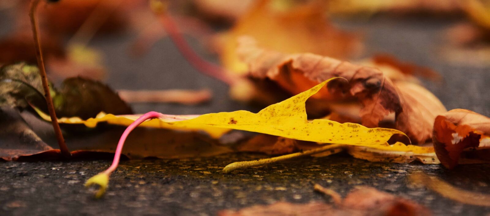 Nikon D3300 sample photo. Leaf, wood, autumn, tree photography