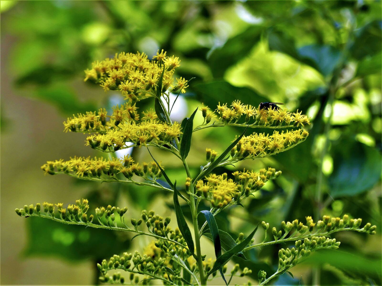 Panasonic Lumix DMC-FZ300 sample photo. Bush, yellow, branch photography