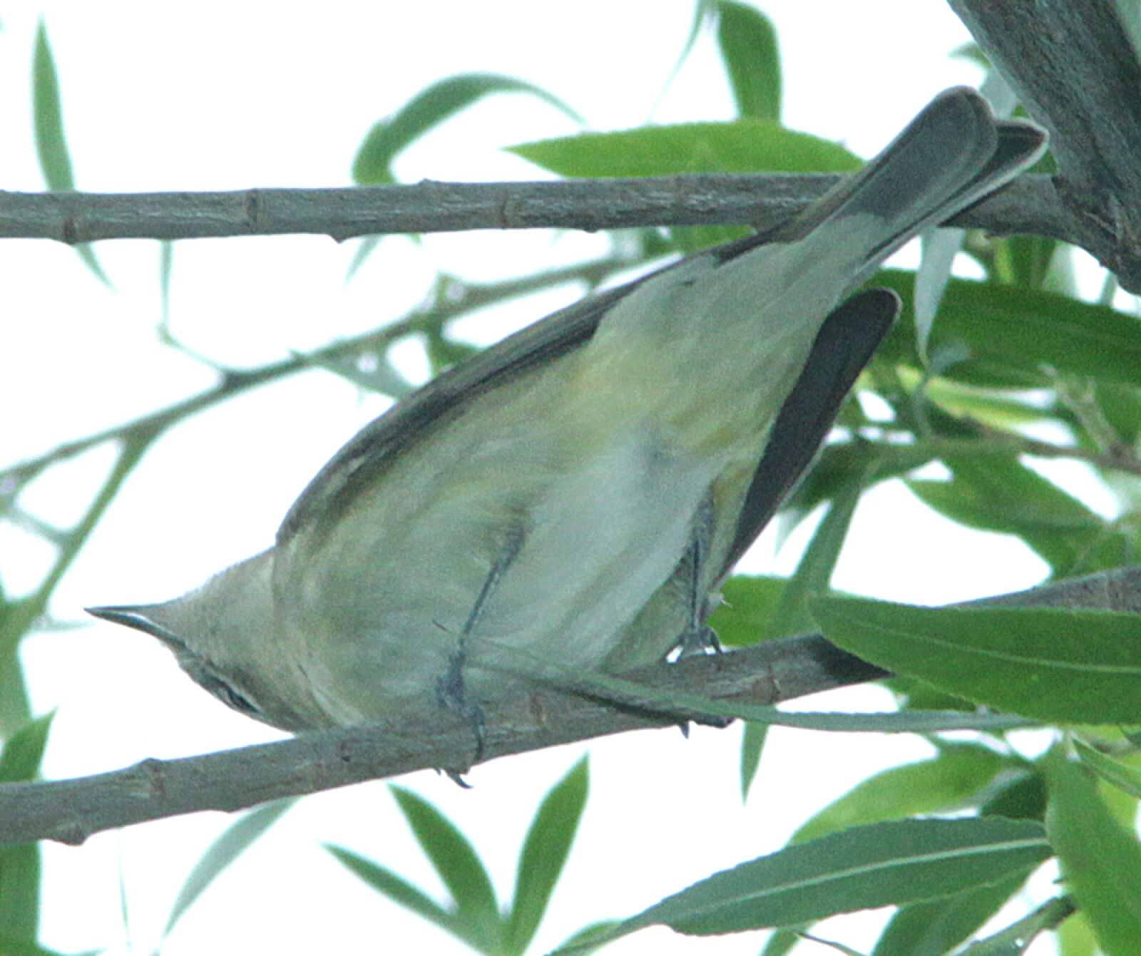 Canon EF 300mm F4L IS USM sample photo
