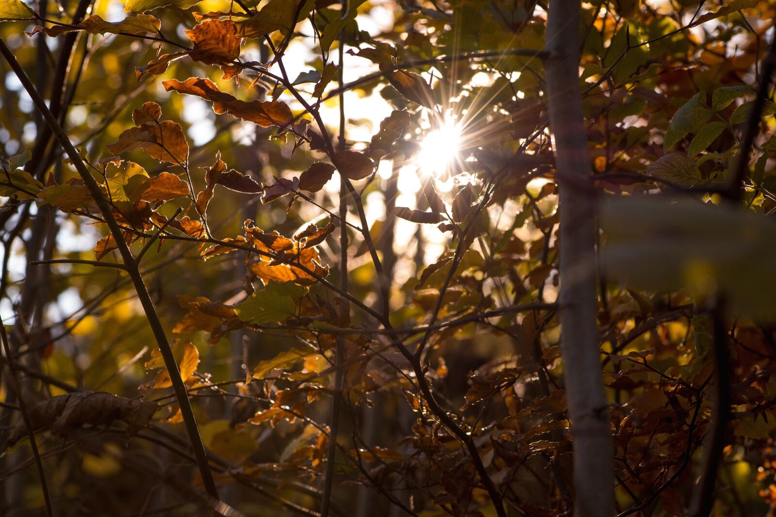 Nikon D7100 sample photo. Autumn, leaves, aesthetic photography