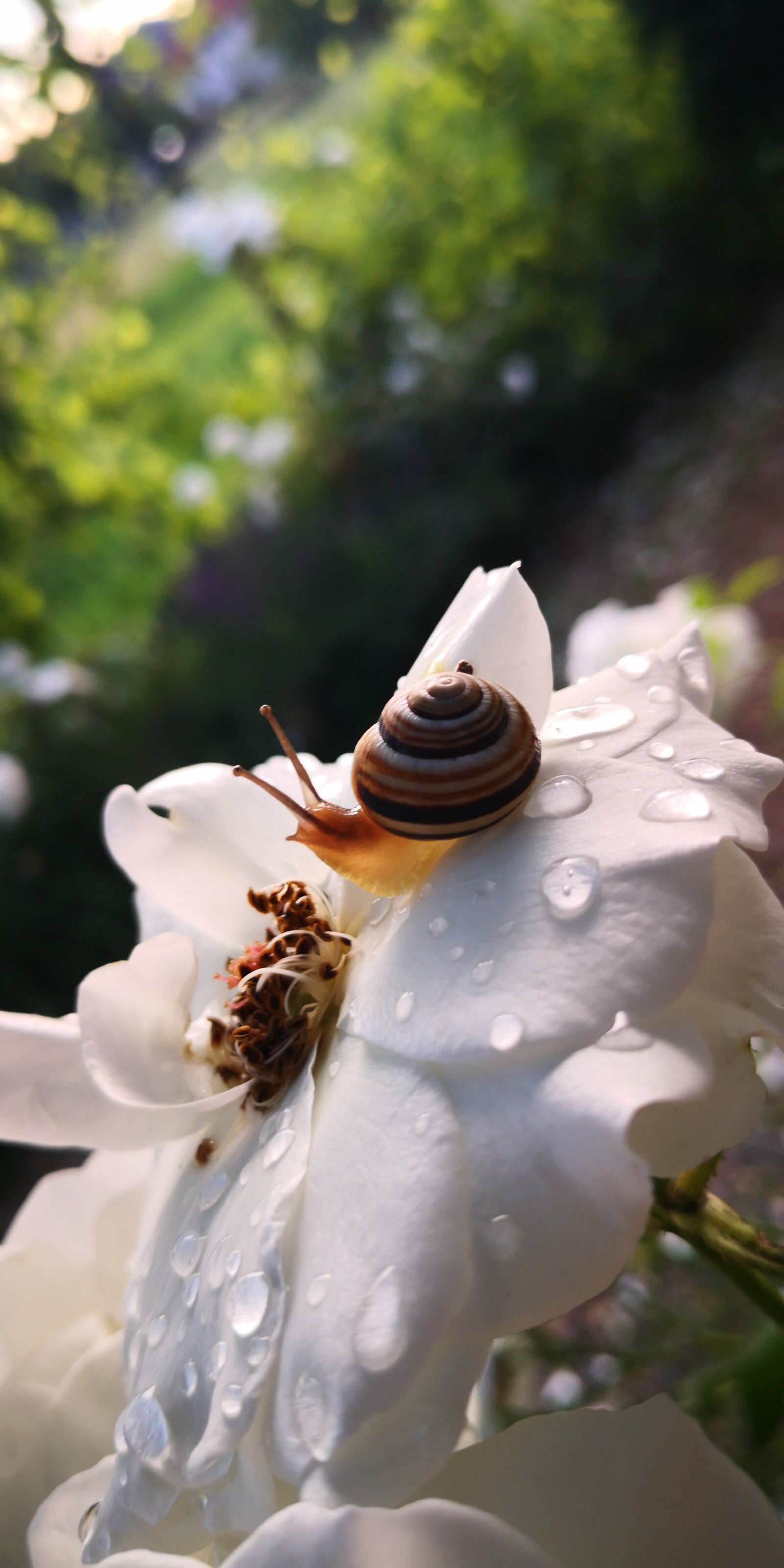 HUAWEI Mate 10 Pro sample photo. Snail, rose, garden photography