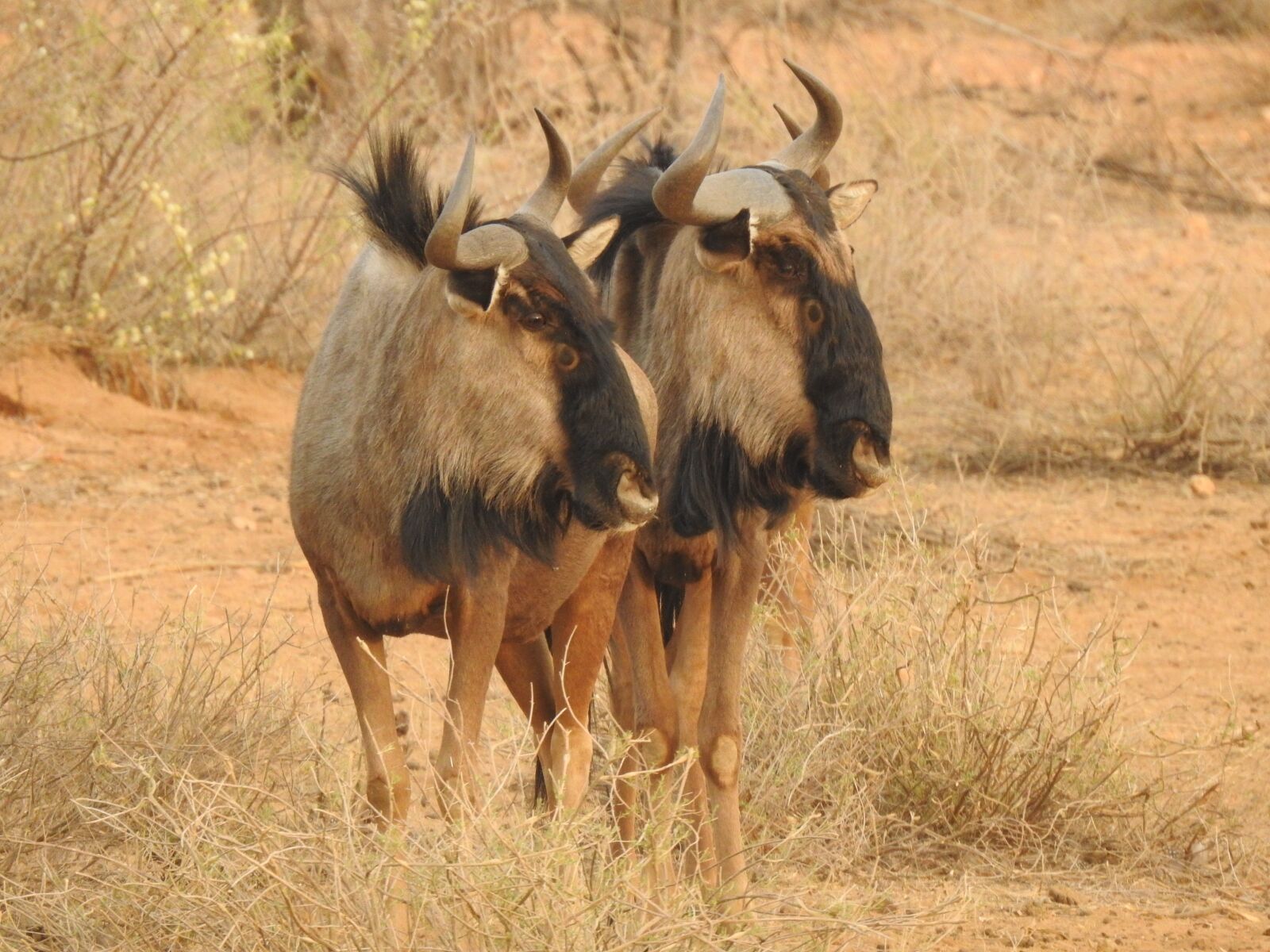 Nikon Coolpix P900 sample photo. Gnu, wildebeest, africa photography