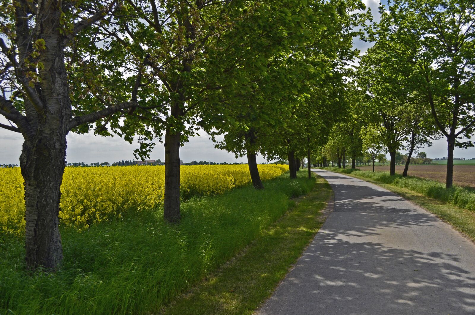 Nikon D5100 sample photo. Avenue, oilseed rape, trees photography