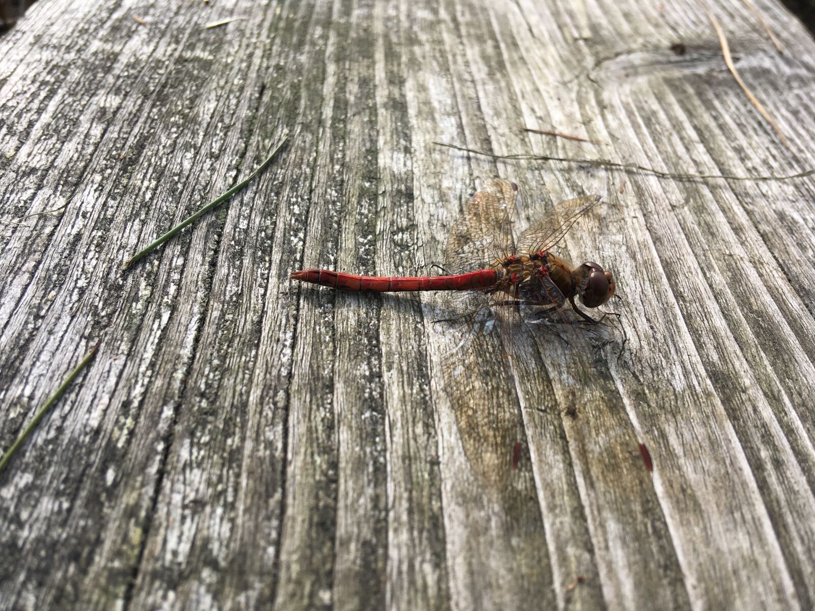 Apple iPhone SE sample photo. Dragonfly, insect, close up photography