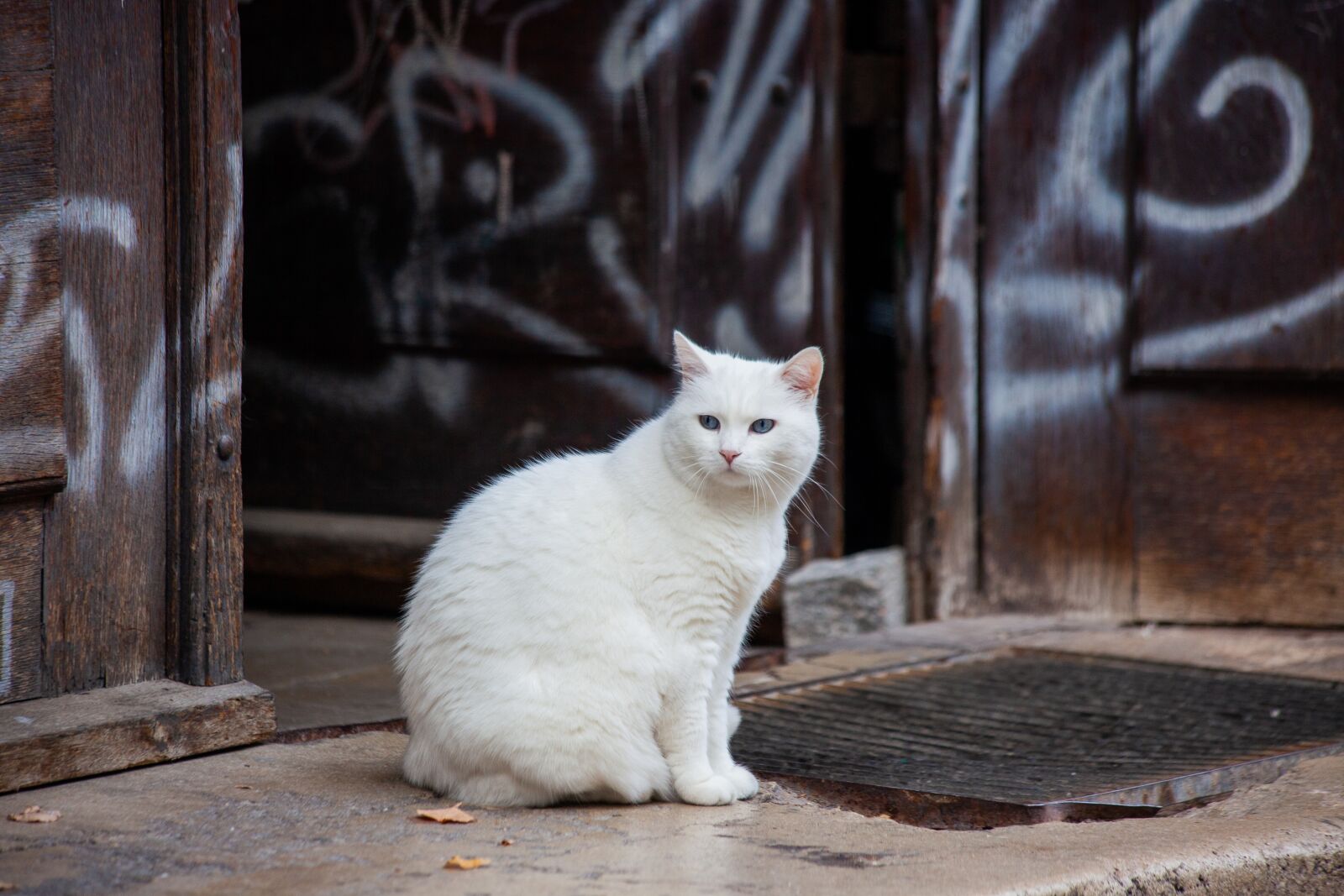 Canon EOS 5D Mark II + Canon EF 70-300mm F4-5.6 IS USM sample photo. White cat, cat, white photography