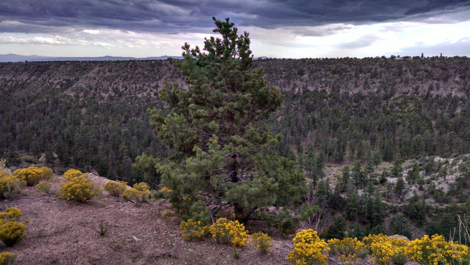 Motorola XT1080 sample photo. Tree, flowers, canyon photography