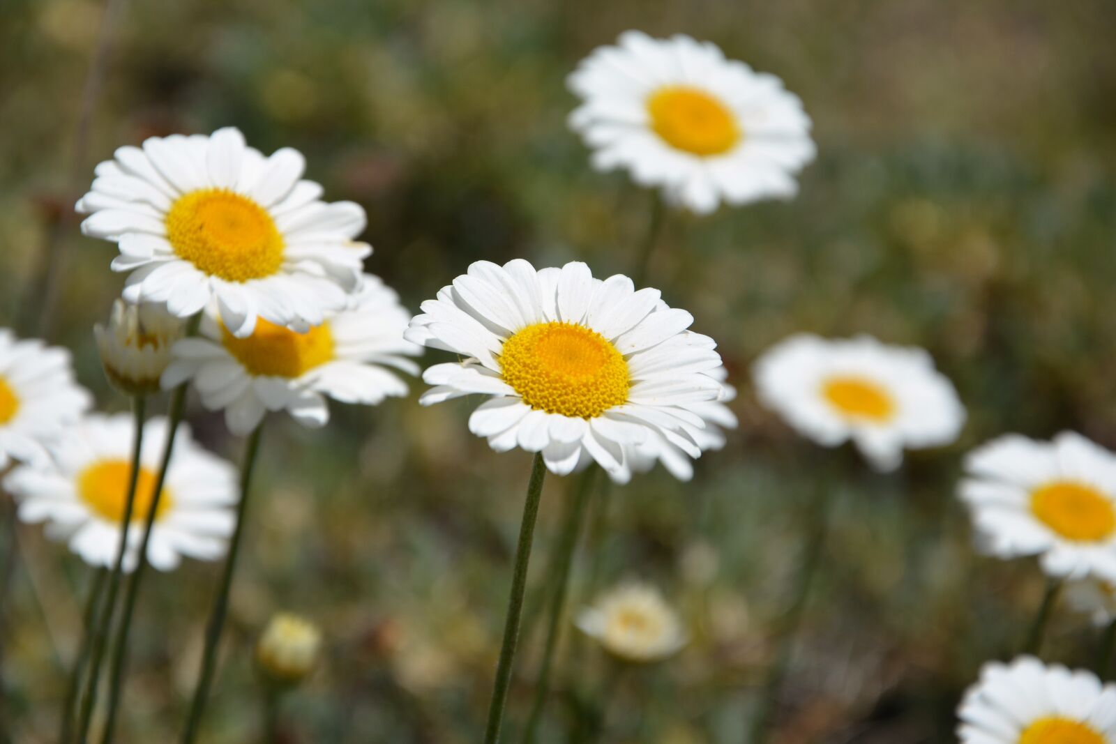 Nikon D7100 sample photo. Flower, nature, summer photography